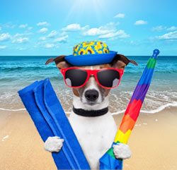 dog-beach.jpg